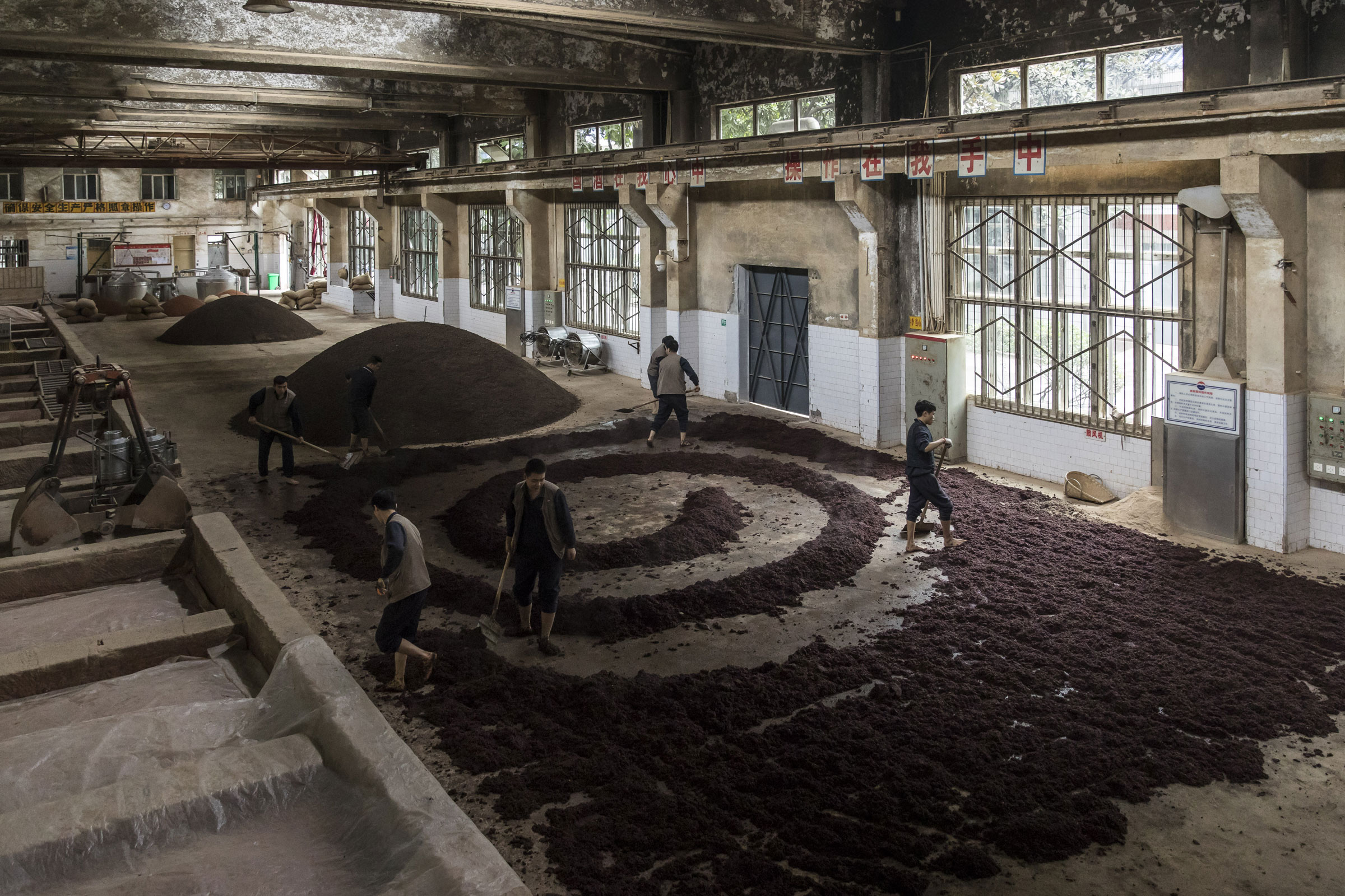 Only sorghum grains that are hard, plump, uniform and thin-skinned are used to make moutai at the Kweichow Moutai Co., Ltd.