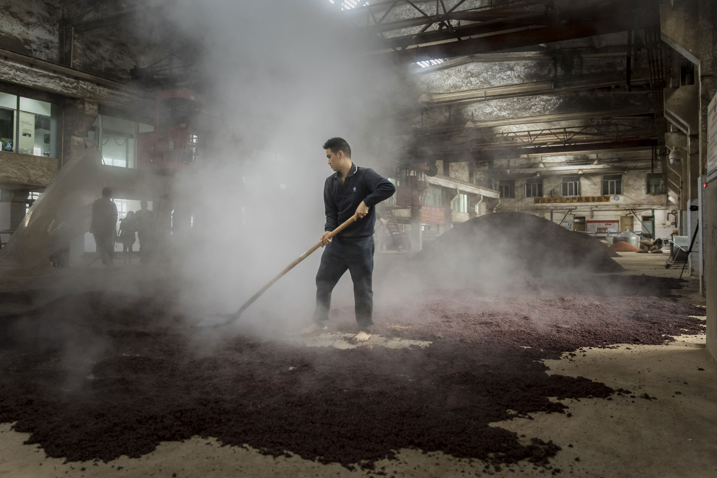 Steamed sorghum is spread out before the fermentation process begins
