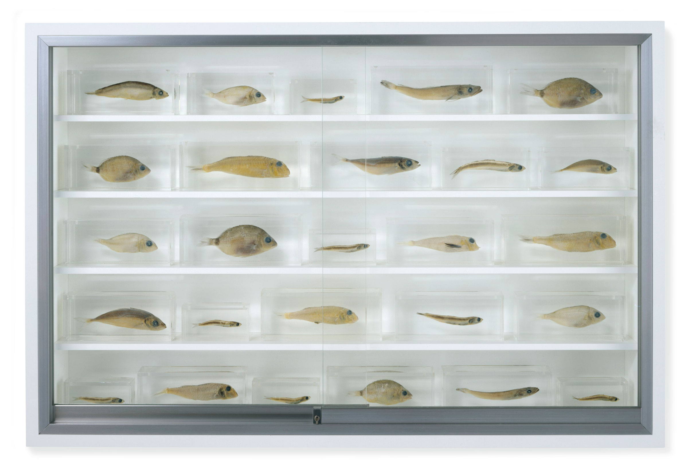 Damien Hirst (b. 1965), Saint Bartholomew, executed in 2006. Glass, painted MDF, aluminium, acrylic, fish and formaldehyde solution. 24 x 36 x 6&frac12; in (61.1 x 91.5 x 16.5 cm). Estimate: &pound;250,000-350,000. Offered in The George Michael Collection Evening Auction on 14 March 2019 at Christie&rsquo;s in London