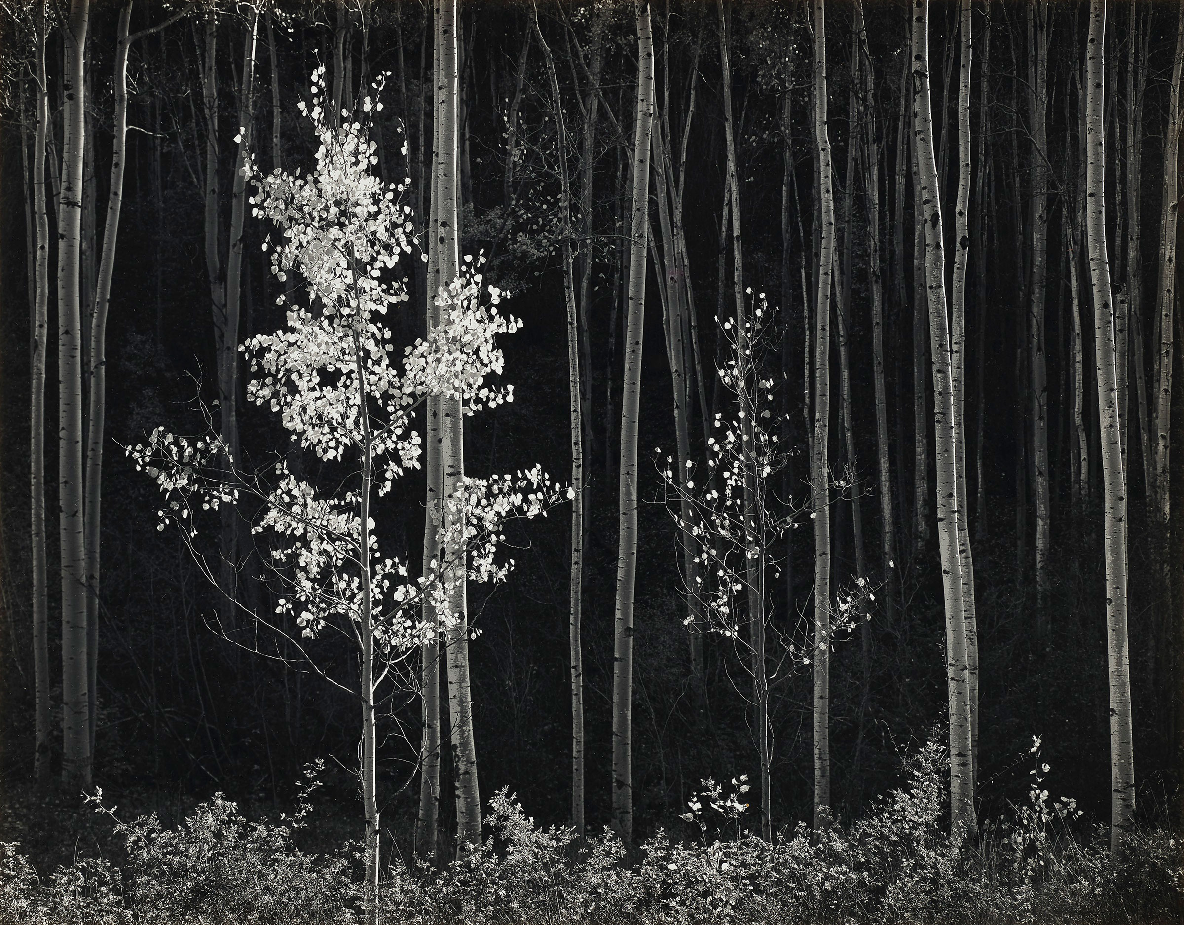 Ansel Adams (1902-1984), Aspens, Norther New Mexico, 1958. Gelatin silver print, mounted on board. Image/sheet: 15 x 19¼ in (38 x 48.9 cm); mount: 19⅞ x 23¾ in (50.4 x 60.3 cm). Estimate: $25,000-30,000. Offered in Ansel Adams and the American West, 25 March-8 April, Online
