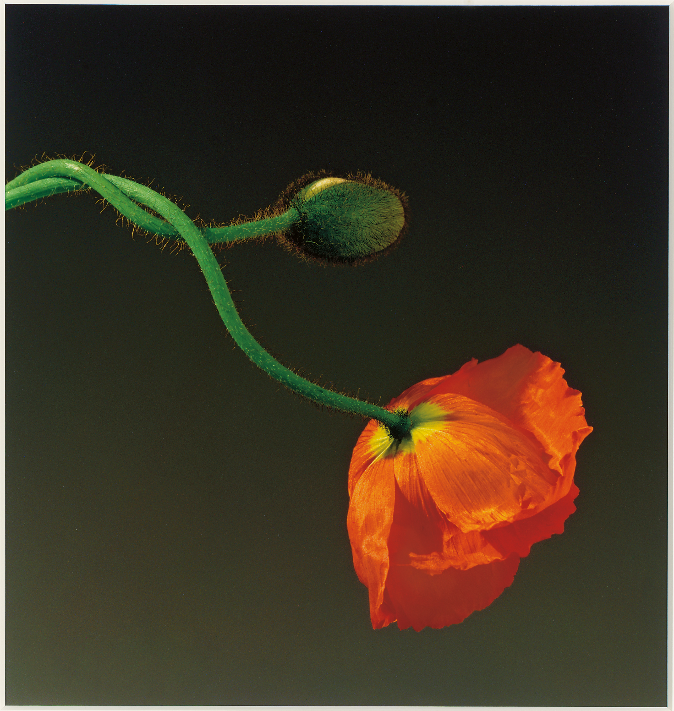 Robert Mapplethorpe (1946-1989), Poppy, 1988. Dye-transfer print. 19&frac34; x 18&frac34; in (50 x 47.5 cm). Sold for $251,200 on 10 October 2005 at Christie&rsquo;s in New York. Artwork: &copy; Robert Mapplethorpe Foundation. Used by permission