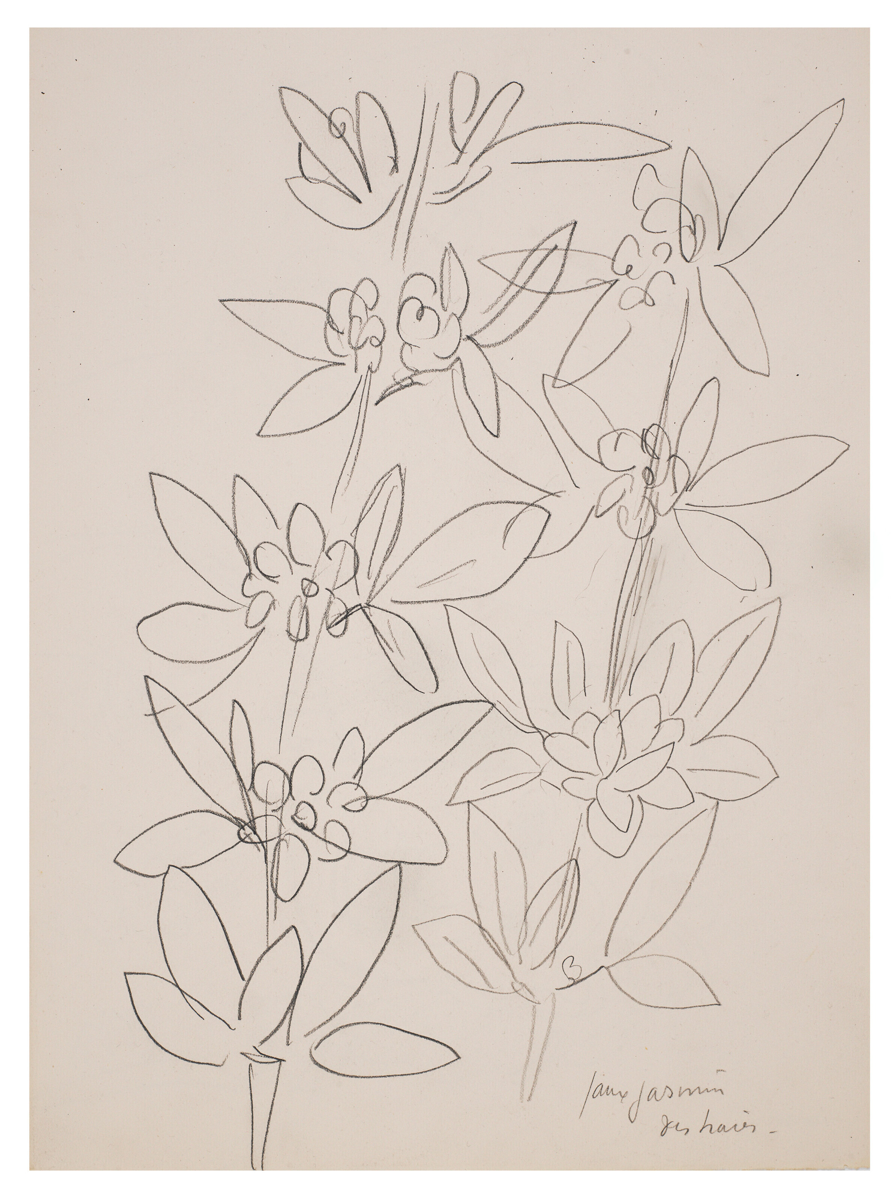 亨利‧马蒂斯(1869-1954)《假茉莉花篱笆（正面）》，约1945年作。铅笔、纸本。 38.4 x 28.5 cm.估价：15,000-25,000美元。此作于2月8至15日在佳士得纽约“马蒂斯纸上作品：马蒂斯家族珍藏版画及素描”网上拍卖中推出