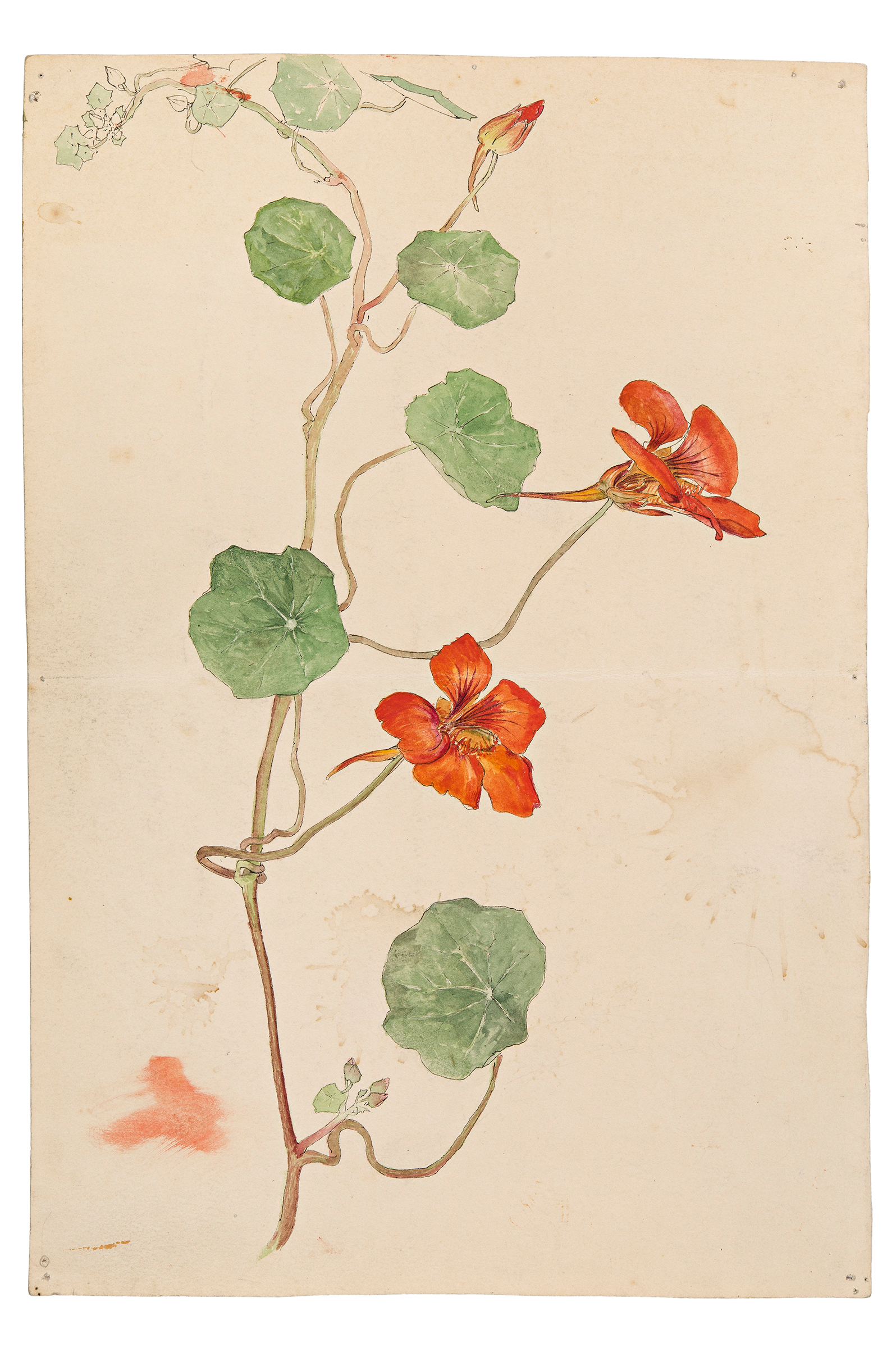 Hilma af Klint (1862-1944), Botanical Drawing, circa 1890. Courtesy of The Hilma af Klint Foundation