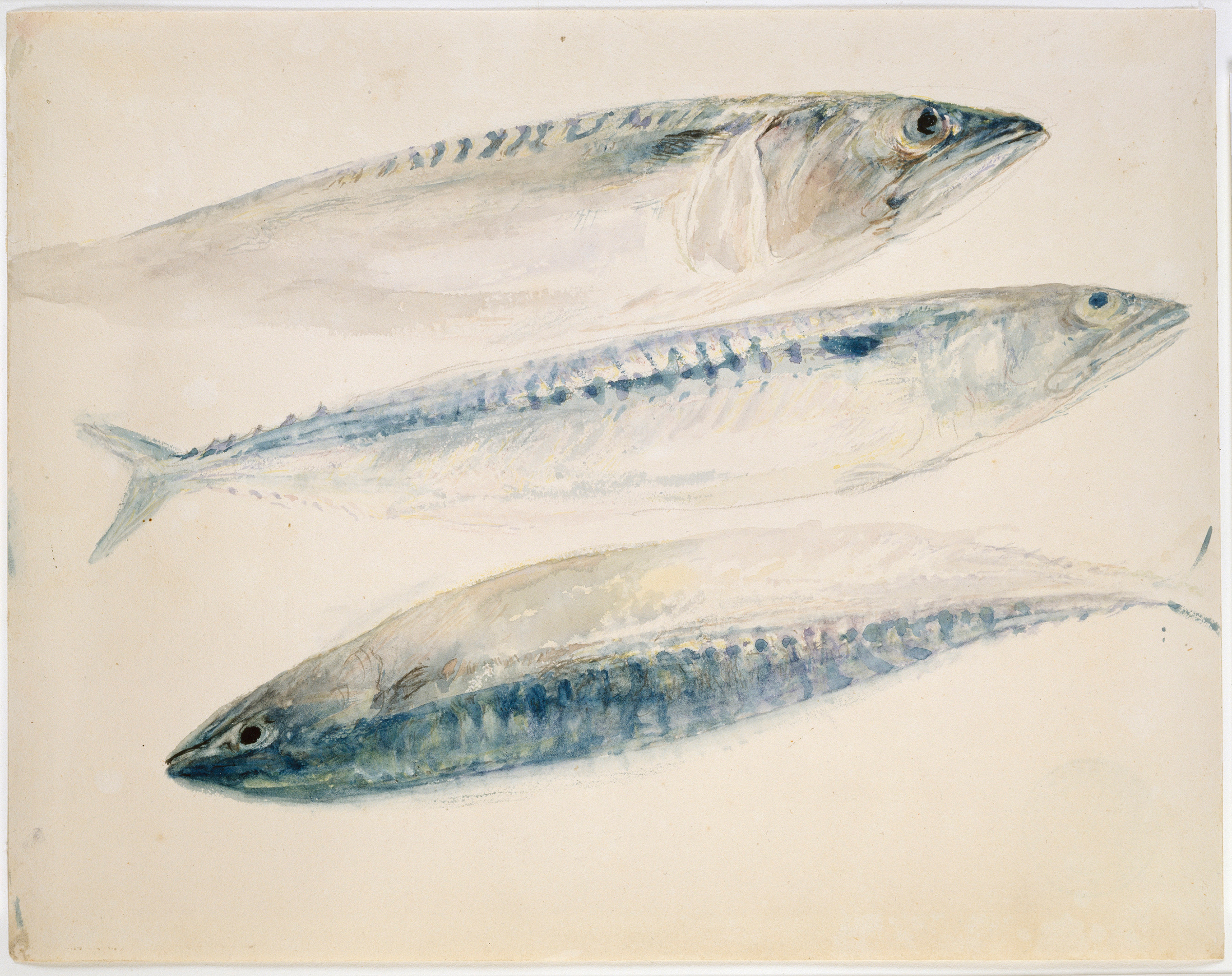 Turner’s Sketch of Three Mackerel (W1399), in Oxford’s Ashmolean Museum, is from the same sketchbook as Sunrise over the Sea, perhaps at Margate. Photo: © Ashmolean Museum, University of Oxford