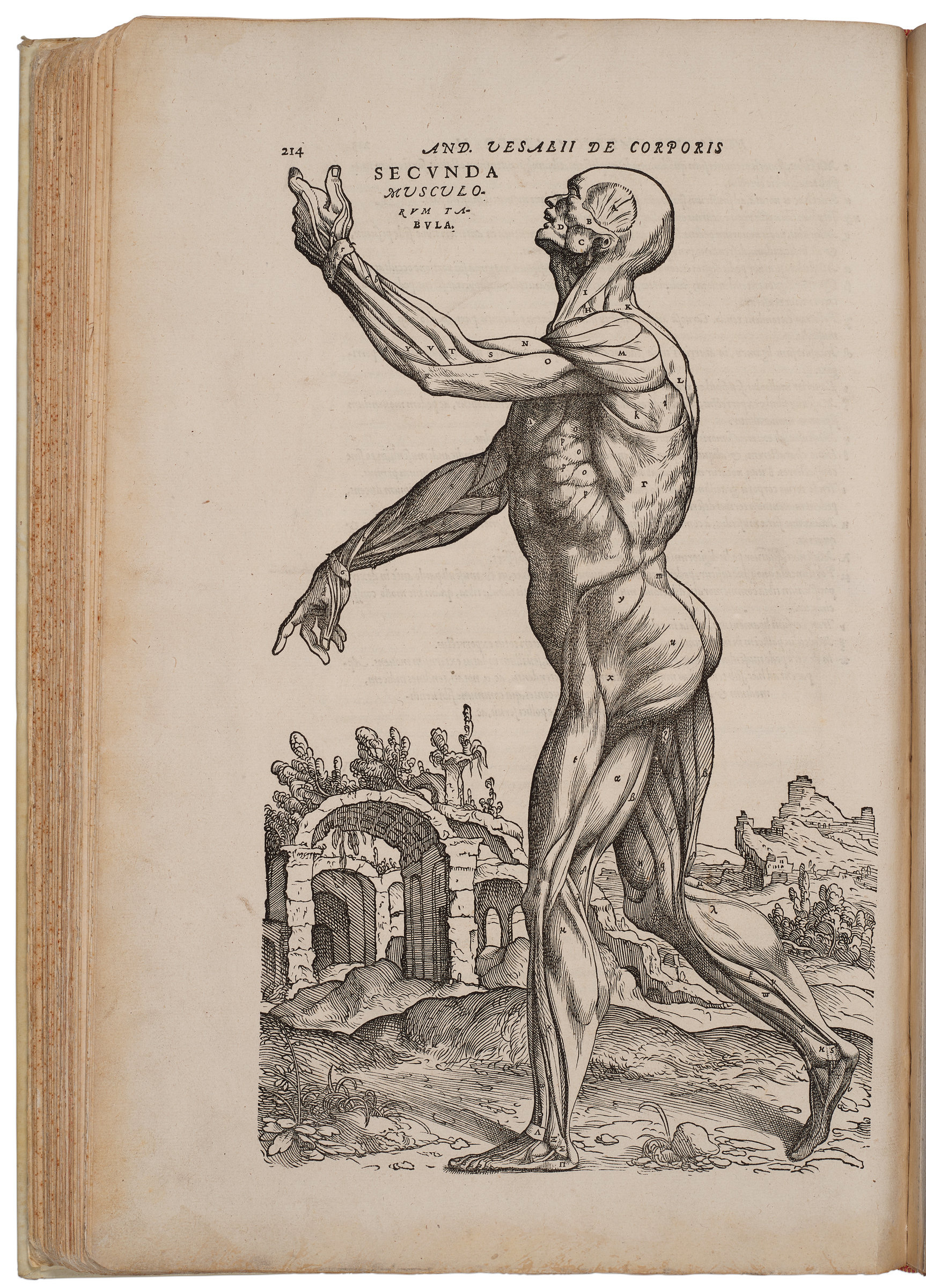 vesalius
