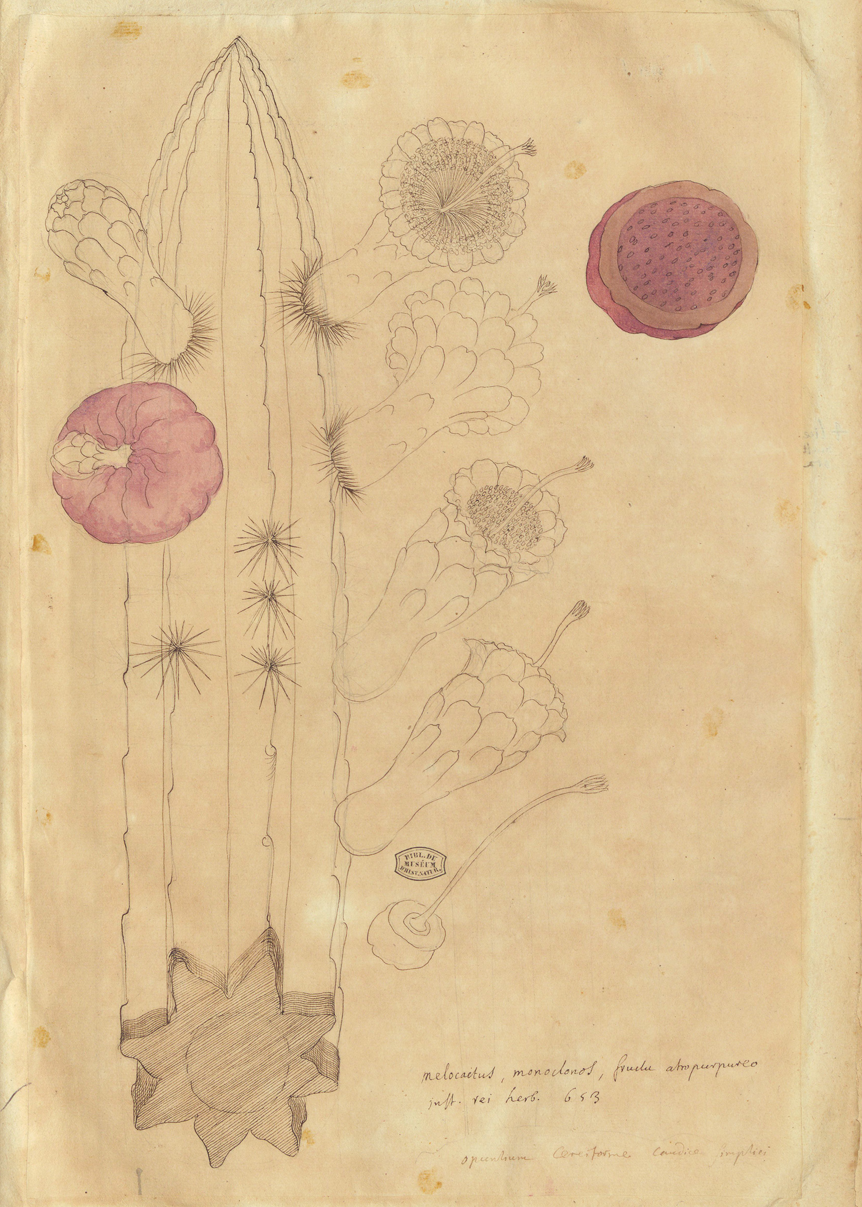 Charles Plumier, botanical drawing
