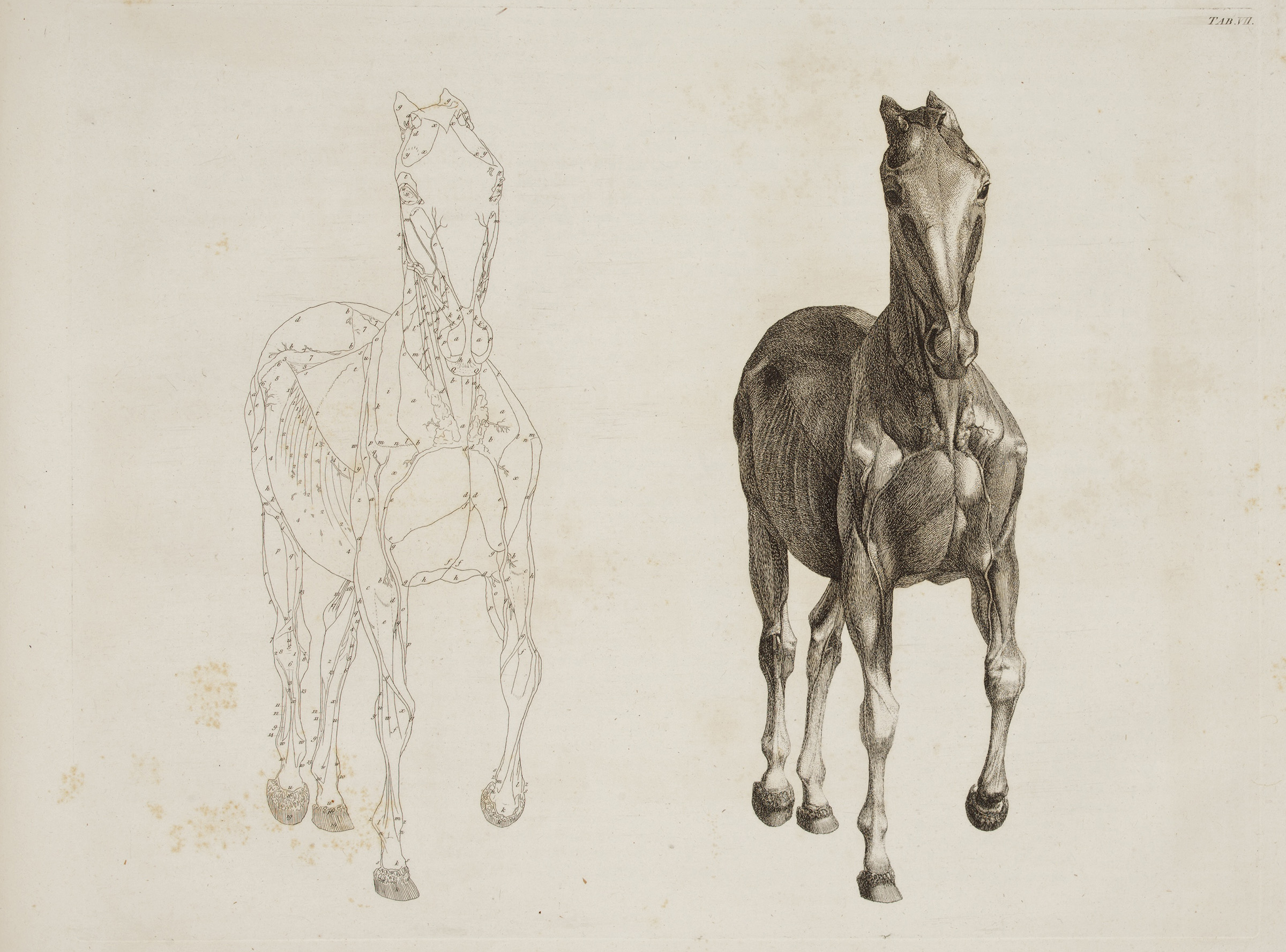 George Stubbs, The Anatomy of the Horse, 1766, Plate from the first edition of this landmark work in the study of equine anatomy, sold for $50,000 on 20 June 2013 at Christie's in New York