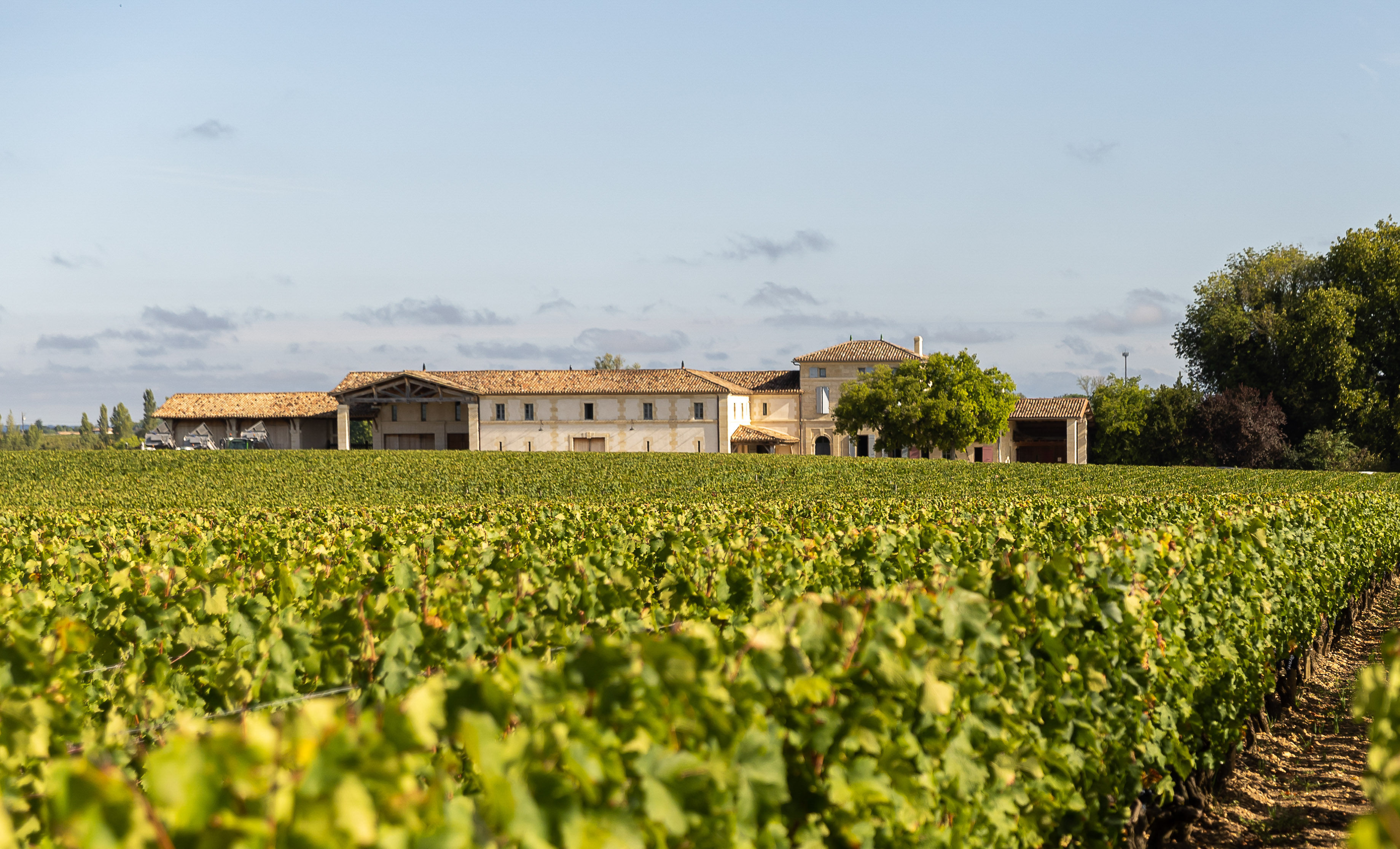 The vineyards at Chateau Lafleur, divided equally between Cabernet Franc and Merlot grapes