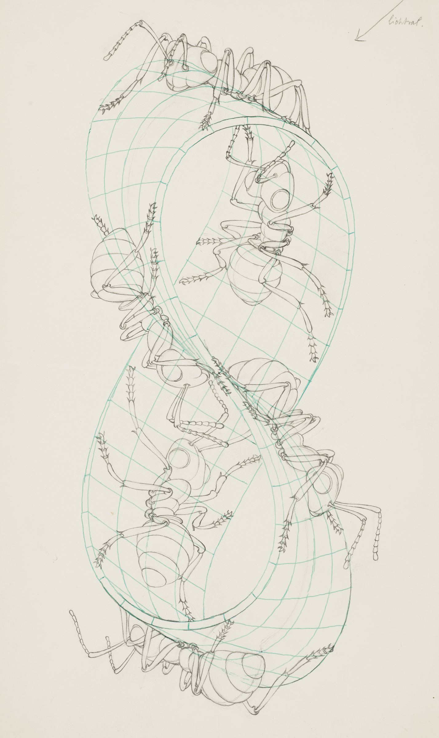 Maurits Cornelis Escher (1898-1972), Study for ‘Ant Mobius Strip’
