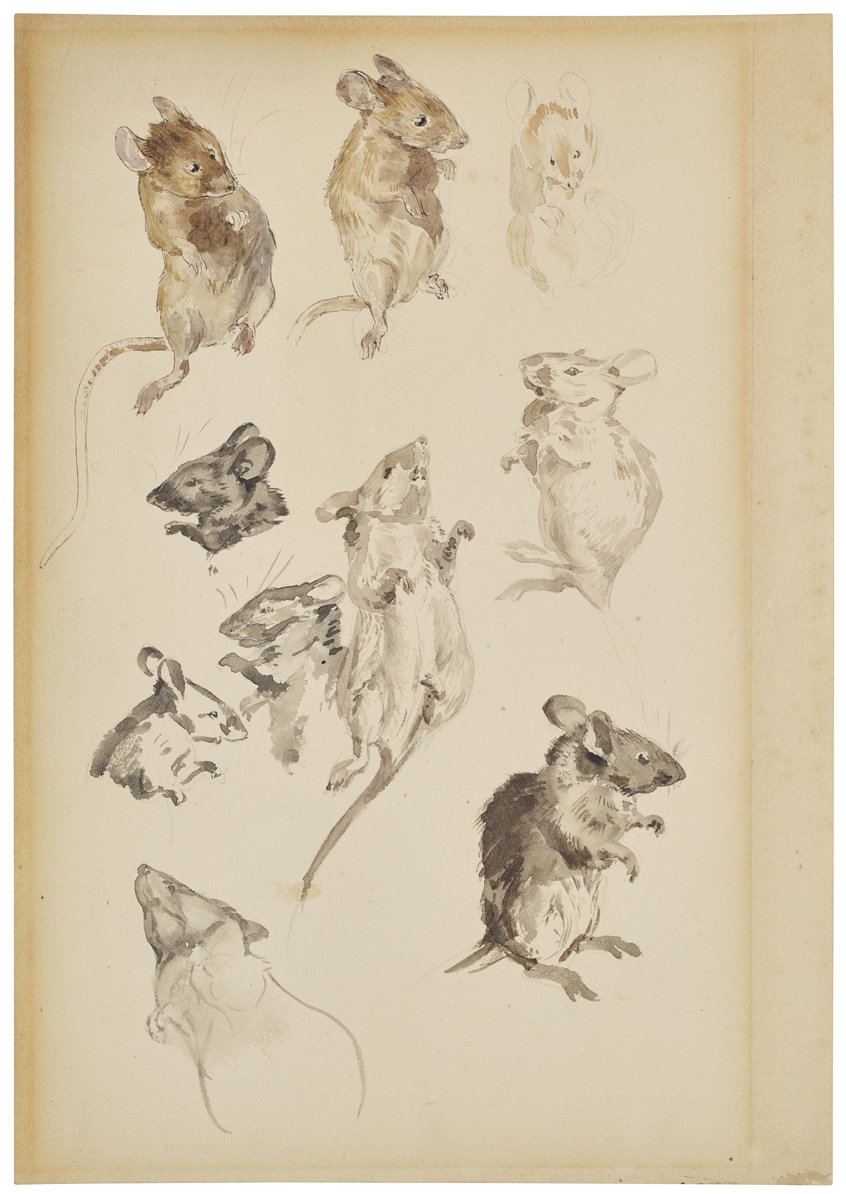 Artistic sketches of various mice in different poses and expressions, drawn in watercolor on a cream background.