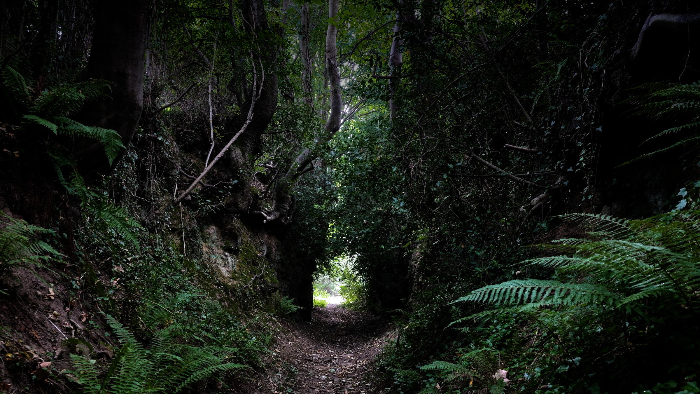 A sunken road or 'holloway' in the South Downs, West Sussex, England. 'I see our fragile and often overlooked ecosystems as national treasures, deserving the same respect and protection as Britain’s traditional crafts'