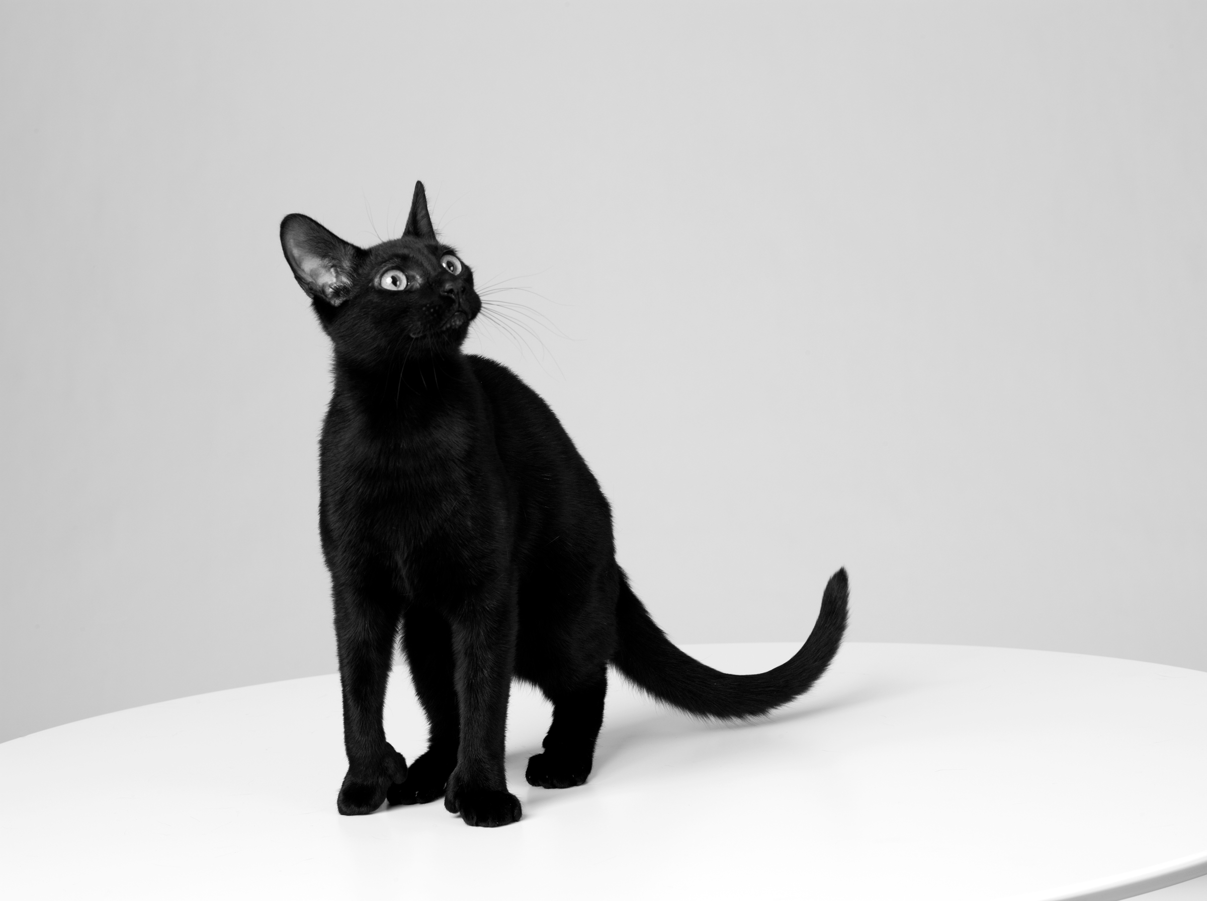 A black cat with a glossy coat looks up curiously, standing on a white surface against a light gray background.