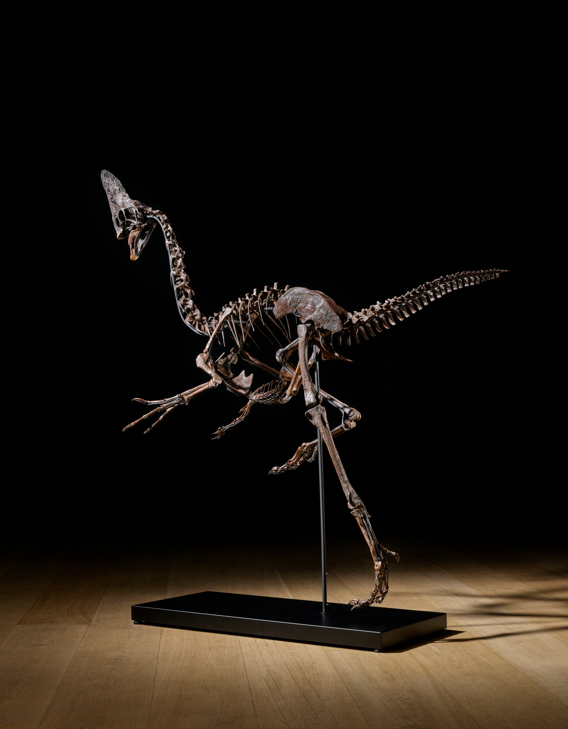 'I reckon this would have been running at around 30 to 38 miles an hour,' says specialist James Hyslop, judging by the length of the legs and the height of the hip bones off the ground. 'That's quite a bit faster than Usain Bolt'