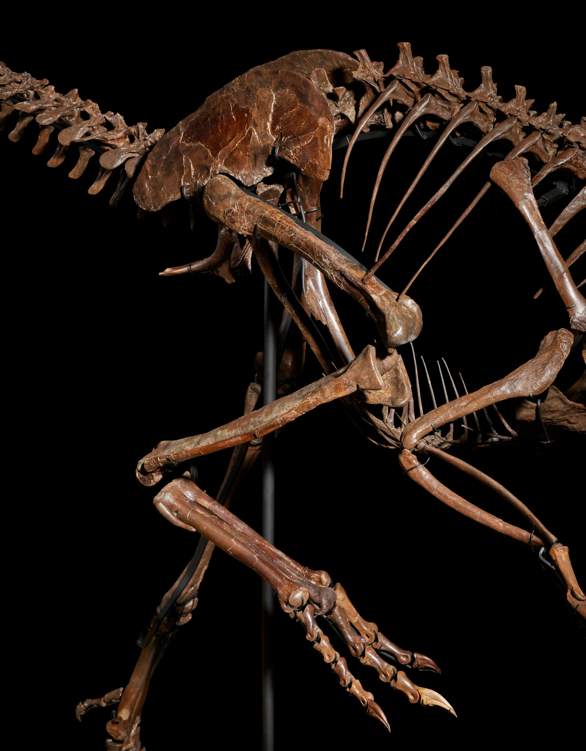 A remarkably preserved specimen of a Caenagnathid oviraptorosaur, and the first to be offered at auction, Spike is notable for its representation of all four key skeletal regions: jaws, hands, pelvis and feet