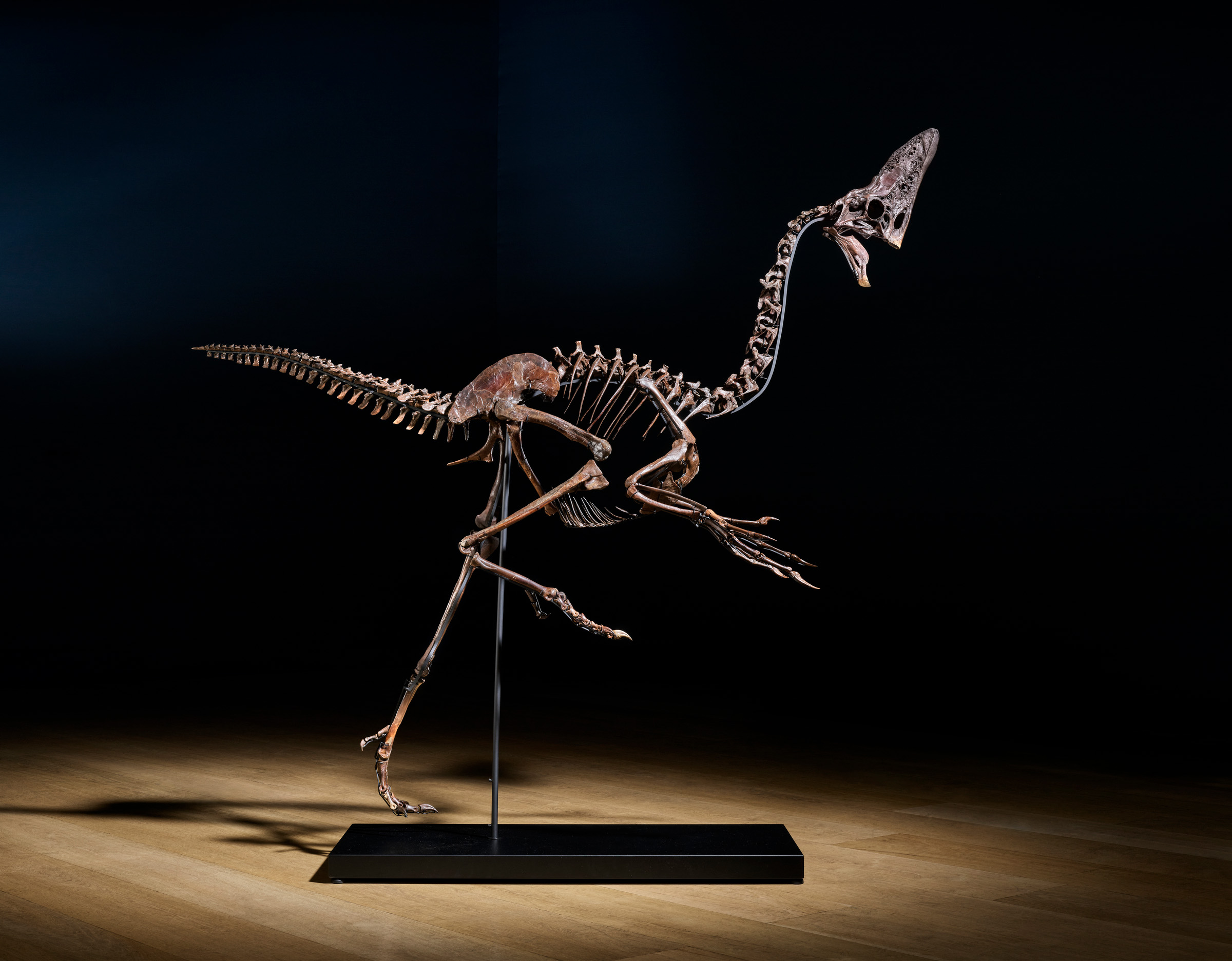 The recent fusing of Spike’s bones indicates that the dinosaur had just reached maturity. Quill knobs on the wrists suggest a coat of downy feathers, which might have served as insulation, camouflage, or for visual display. 'It allows for courtship and territorial behaviour that we never imagined,' says Professor Garrod