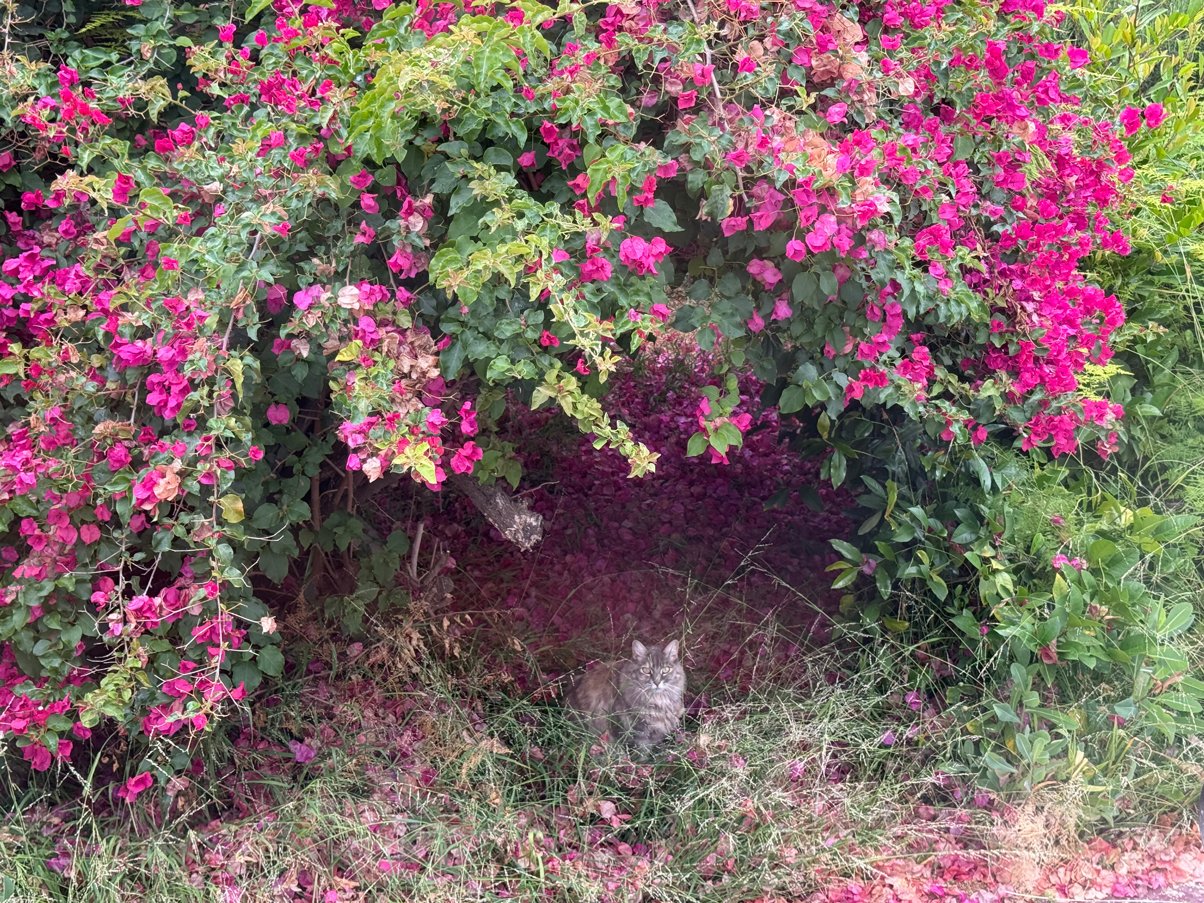 A gray cat sits under a bush covered with vibrant pink flowers, blending into the shade and surrounding greenery.