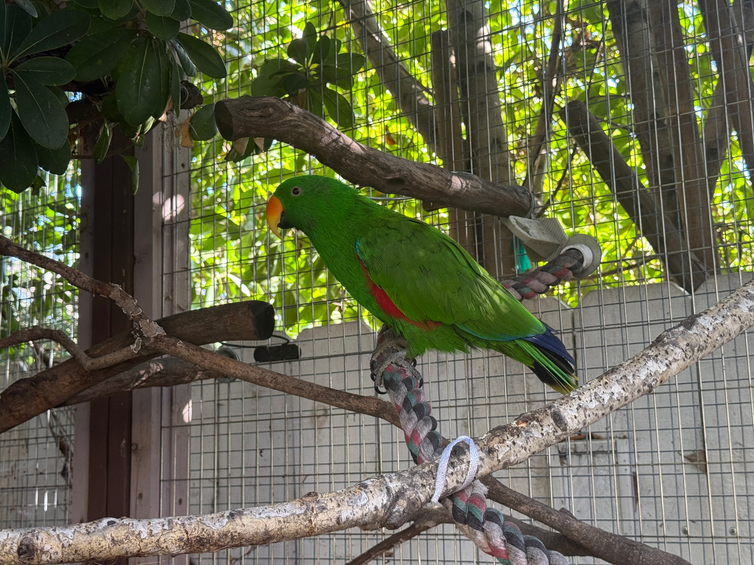 A vibrant green parrot with a yellow-orange beak is perched on a branch inside a wire enclosure surrounded by leafy plants.