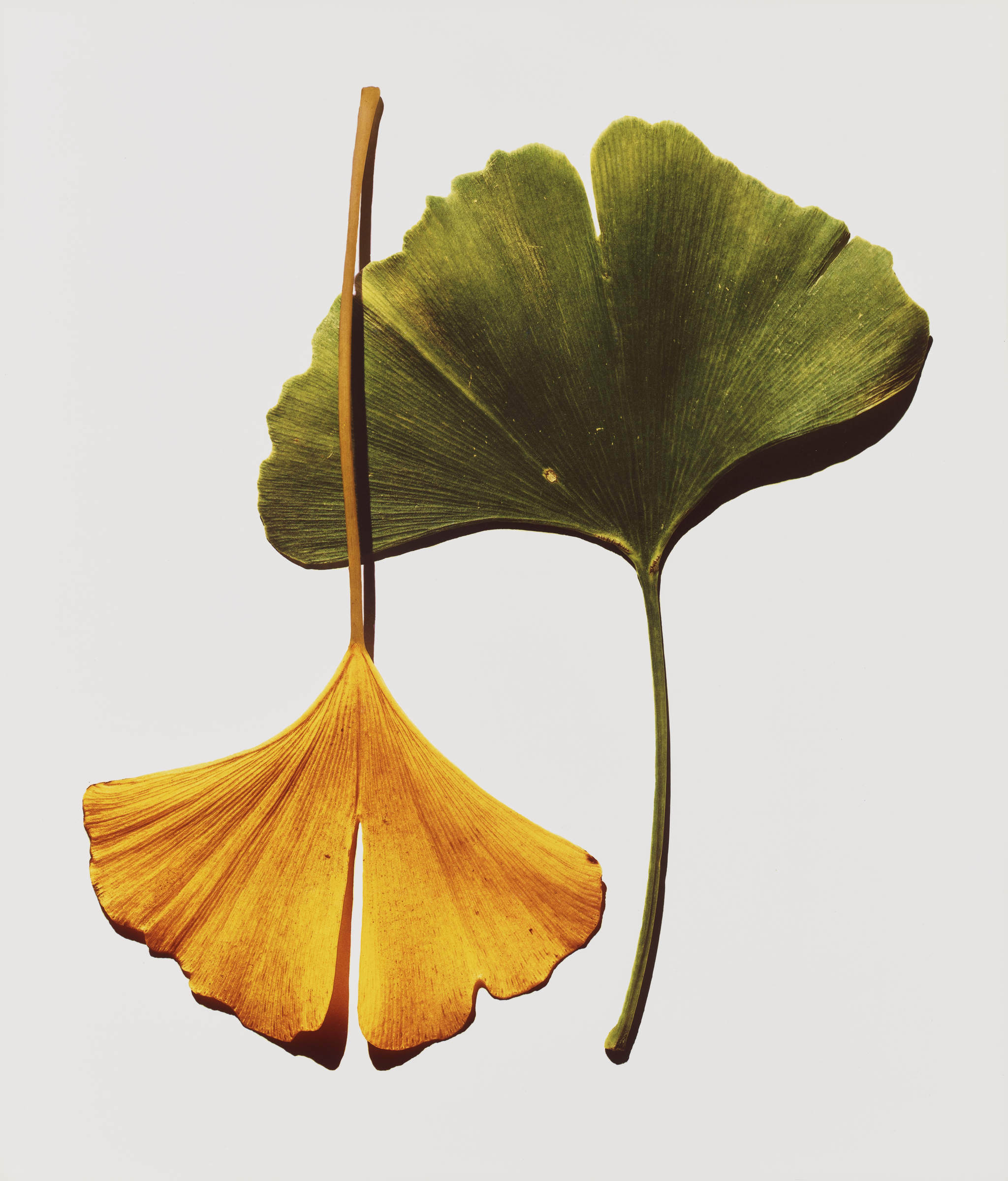 A green ginkgo leaf and a yellow ginkgo leaf are placed side by side on a white background.