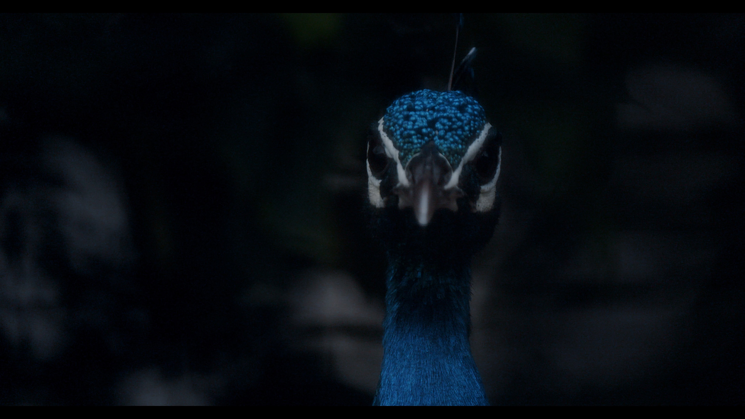 Amar Kanwar, The Peacock's Graveyard, 2023 (still), digital video, on show in Amar Kanwar. Co-travellers at Palazzo Grassi