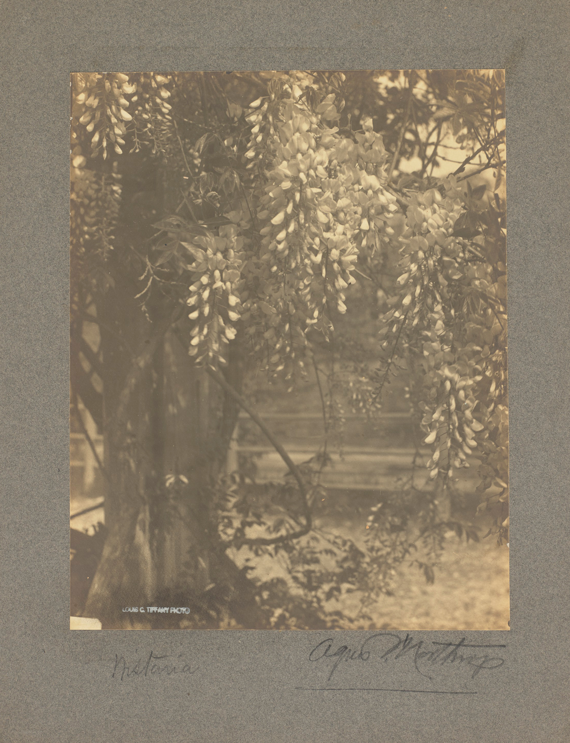 A sepia-toned photograph of hanging wisteria flowers on a tree branch.