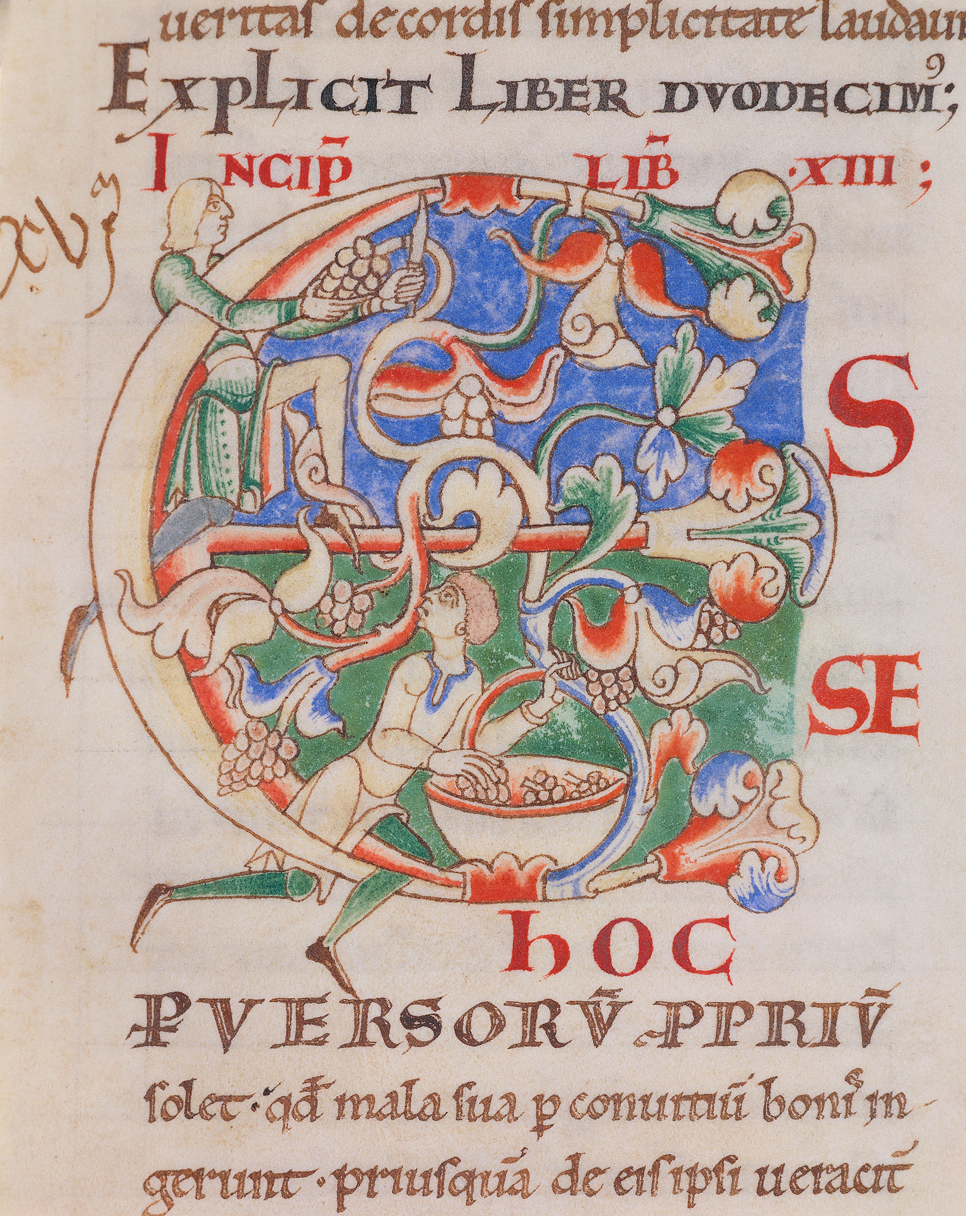 A historiated initial E from the Citeaux Moralia in Job, a manuscript made at Citeaux Abbey in the 12th century, which depicts the local grape harvest