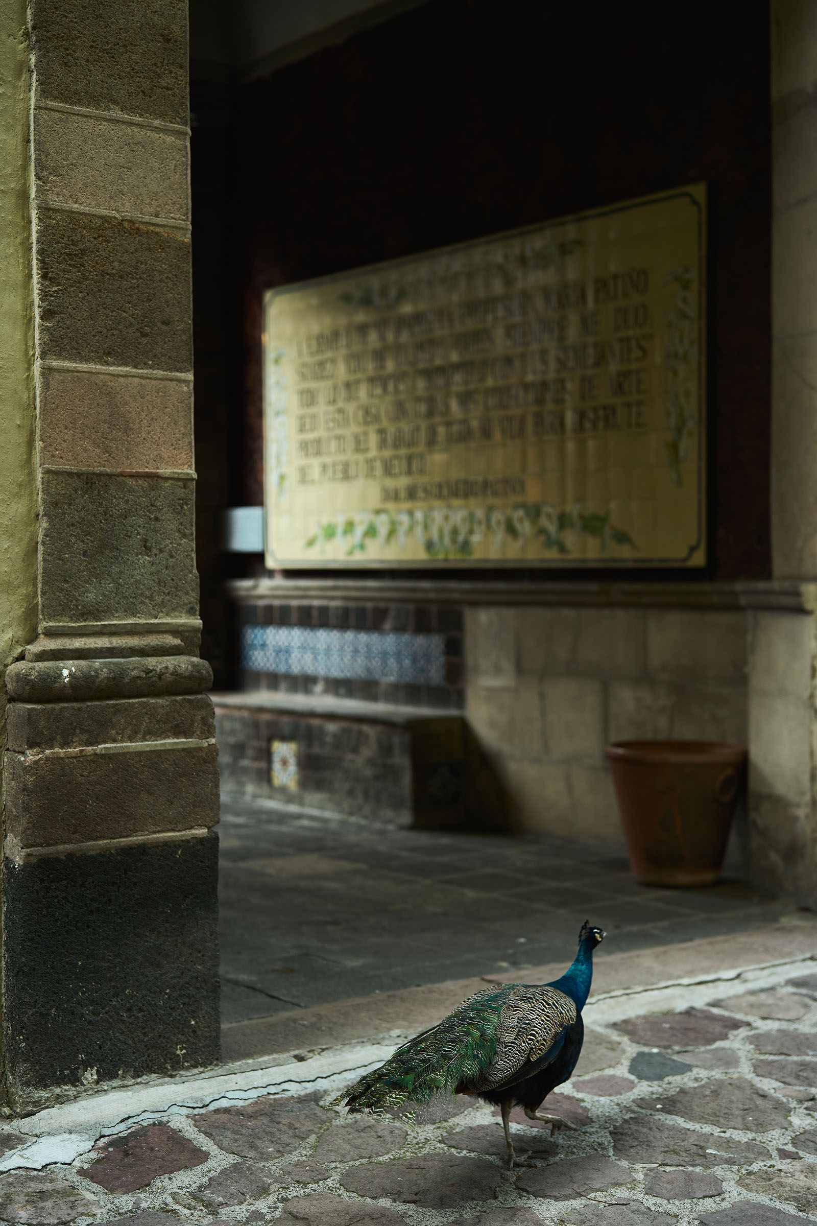 One of the dozens of peacocks that roam the grounds of the Dolores Olmedo Museum