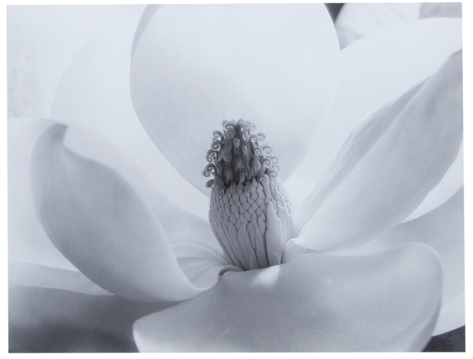 hero-cunningham-magnolia