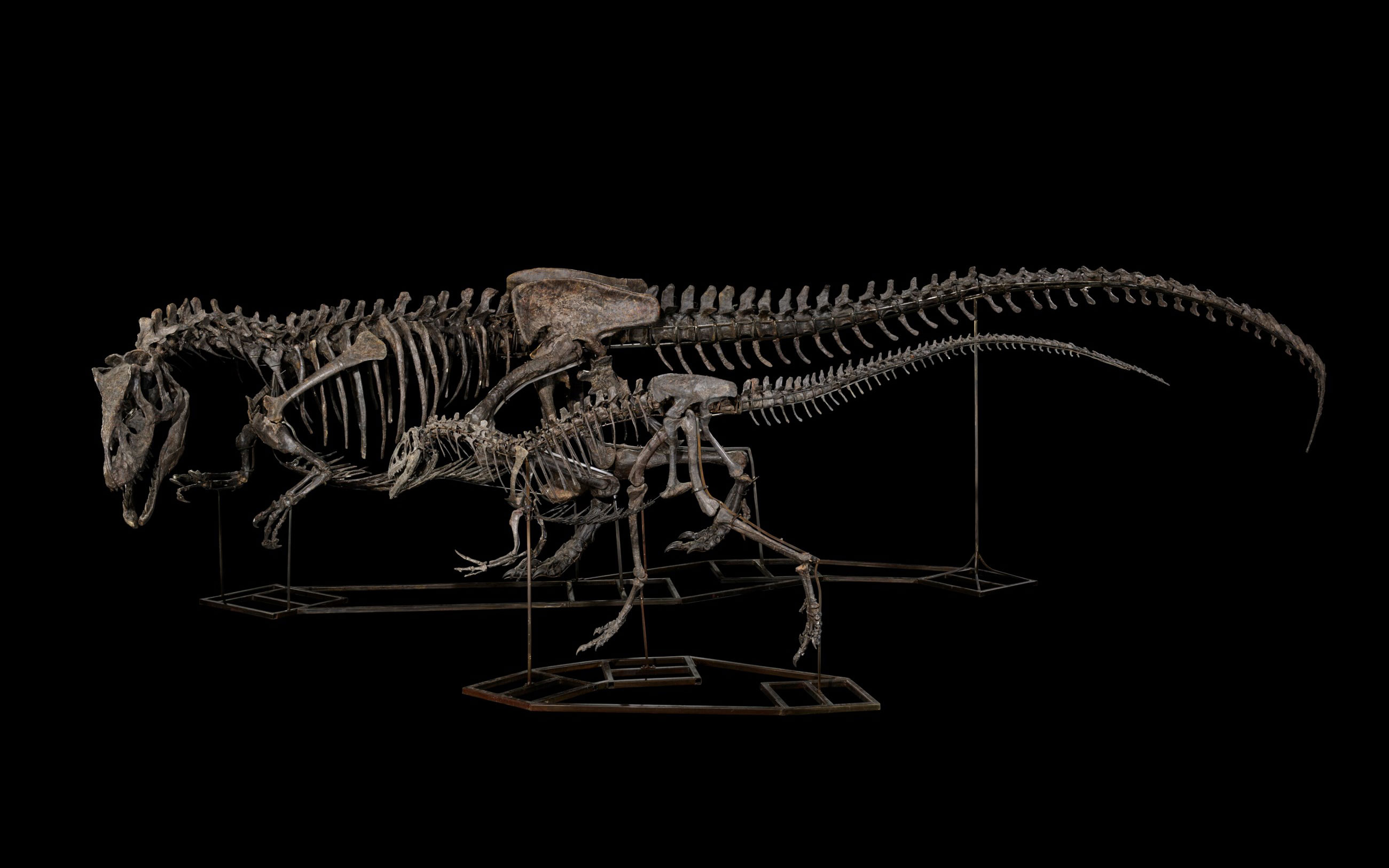 Skeletons of two dinosaurs displayed against a dark background, one large and one small, both mounted on metal stands.