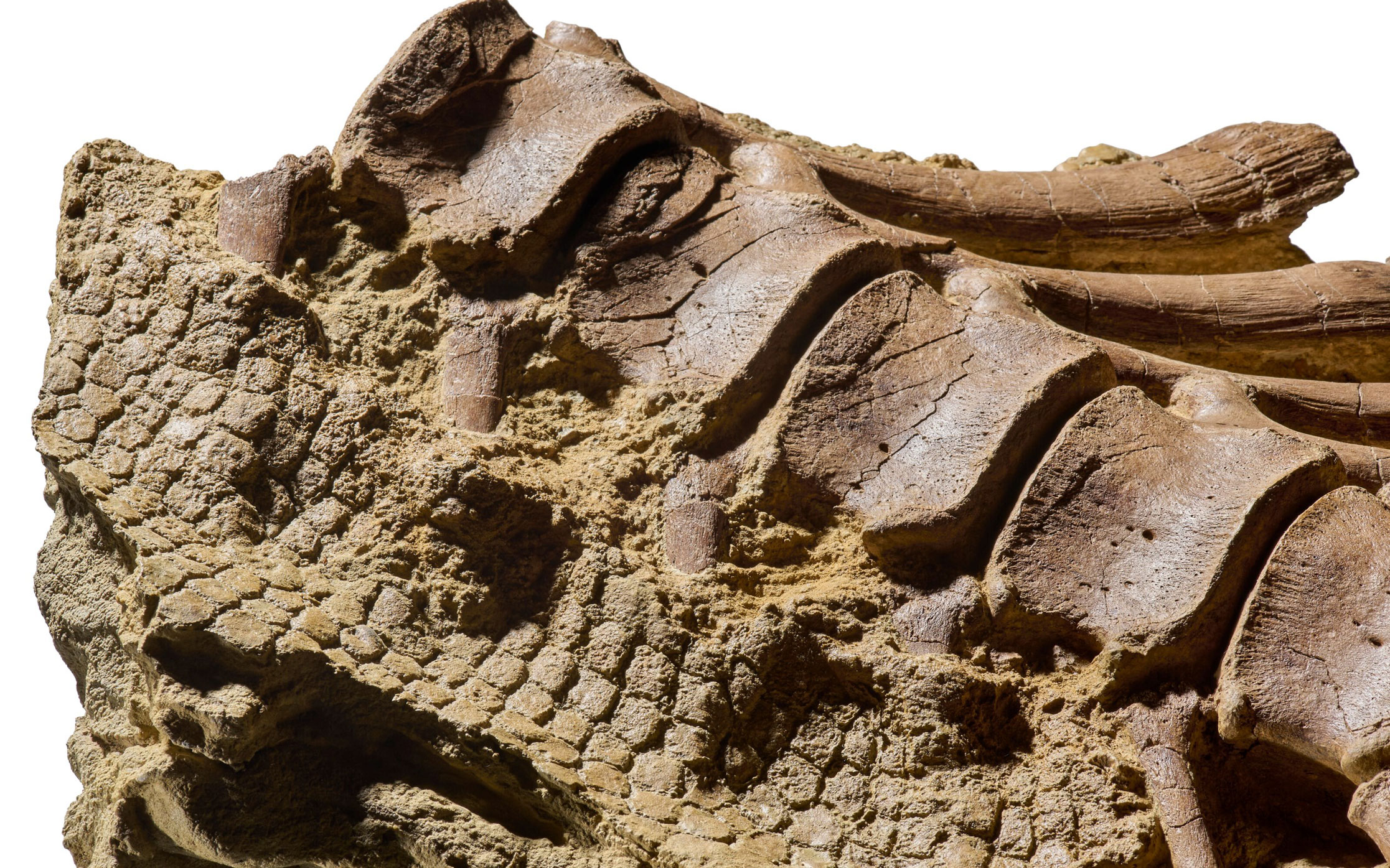 Close-up of a fossilized dinosaur tooth embedded in a rough, textured rock matrix.