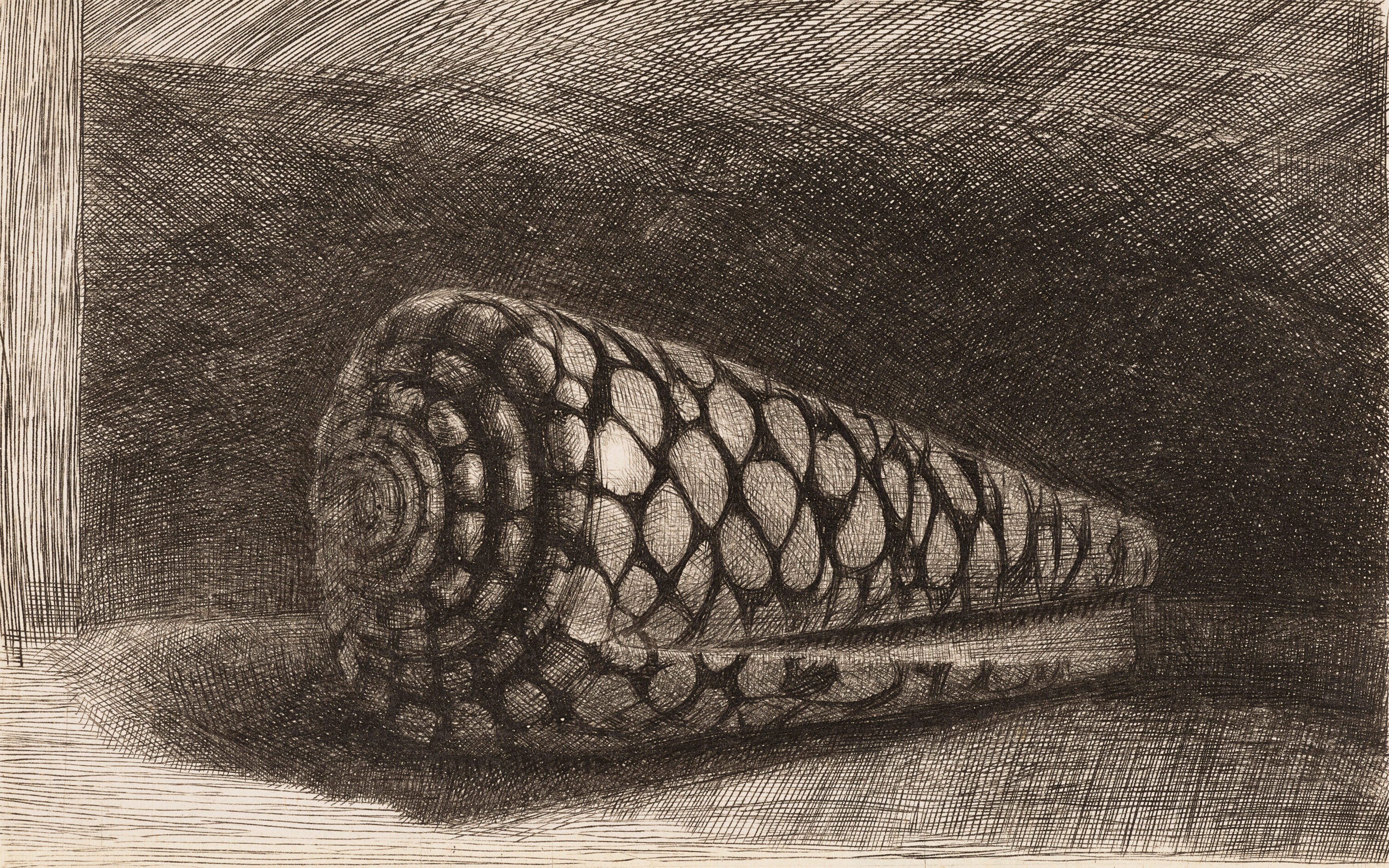 Rembrandt Harmensz. van Rijn (1606-1669), The Shell (Conus Marmoreus), 1650 (detail)