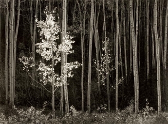 ANSEL ADAMS (1902-1984) , Aspens, Northern New Mexico, 1958 | Christie's