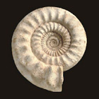 Fossils & Minerals