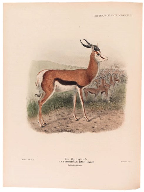 PHILIP LUTLEY SCLATER (18291913) and MICHAEL ROGERS OLDFIELD THOMAS