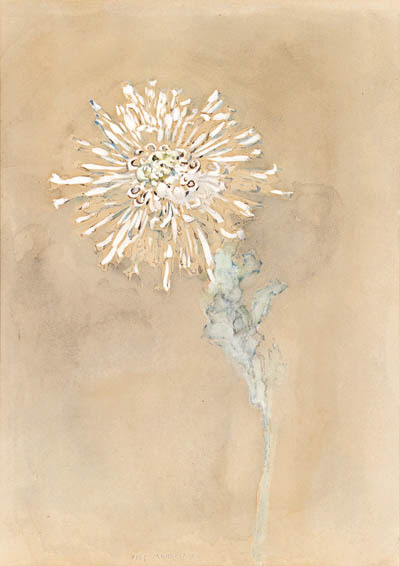 Chrysanthemum 
