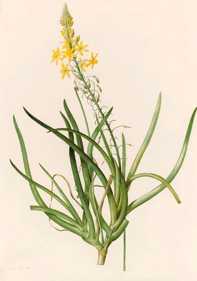 ; Naturselbstdruck Christian Gottlieb Ludwig; Ectypa vegetabilium 1760–1764 
