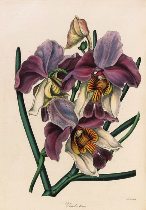 Sir Joseph Paxton (1803-1865)