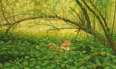 Kennet Fox 
