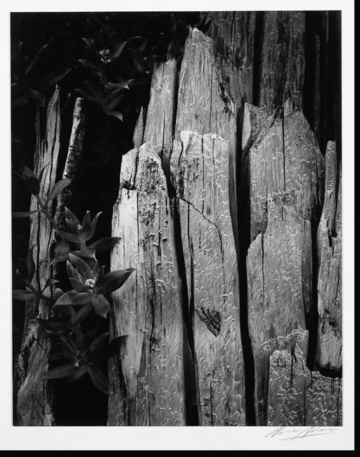 Moth and Stump, Interglacial Forest, Glacier Bay, National Monument, Alaska (1949)

