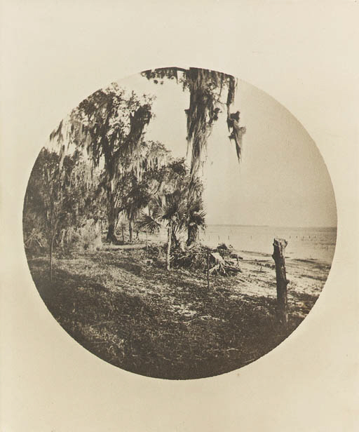 Palm tree and beach scene, Florida coast 
