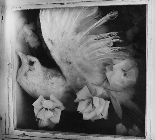 bird of a death dream laughlin