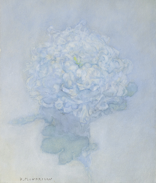 A chrysanthemum 
