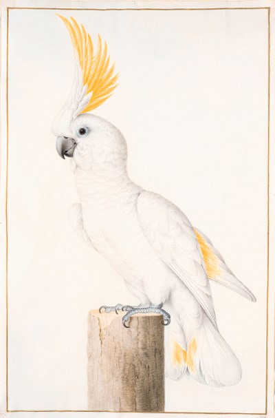 Nicolas ROBERT (16141685) or studio Christie's