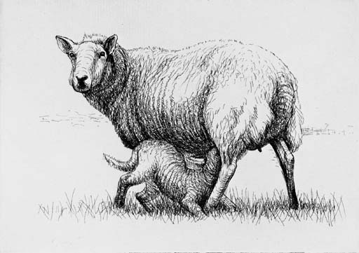 Sheep Album 
