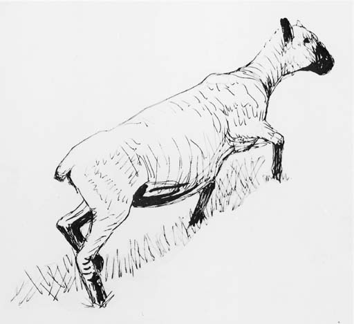 Sheep climbing 
