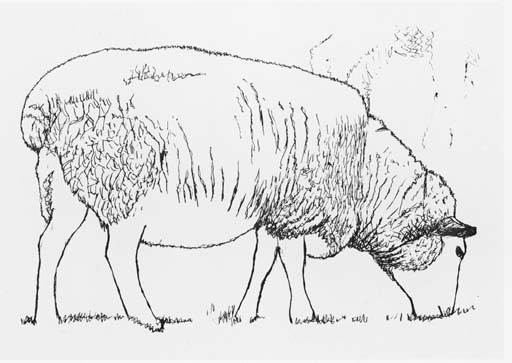 Sheep grazing 
