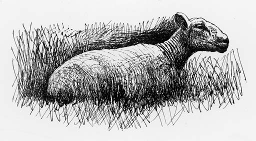 Sheep resting 
