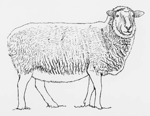 Sheep standing 
