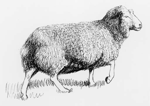 Sheep walking 
