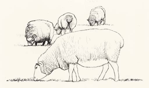 Four grazing Sheep 
