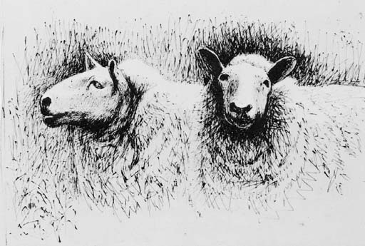 Sheep before shearing 
